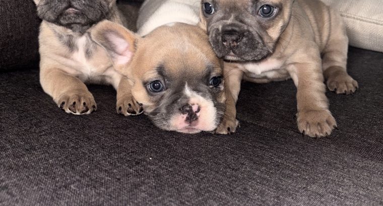 3 FEMALE FRENCHIES FOR SALE