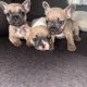 3 FEMALE FRENCHIES FOR SALE