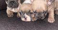 3 FEMALE FRENCHIES FOR SALE