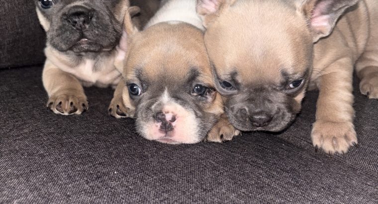 3 FEMALE FRENCHIES FOR SALE
