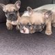 3 FEMALE FRENCHIES FOR SALE