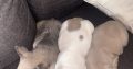 3 FEMALE FRENCHIES FOR SALE