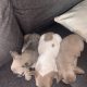 3 FEMALE FRENCHIES FOR SALE