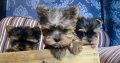 Gorgeous miniature blueberry Yorkshire terrier puppies