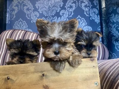 Gorgeous miniature blueberry Yorkshire terrier puppies
