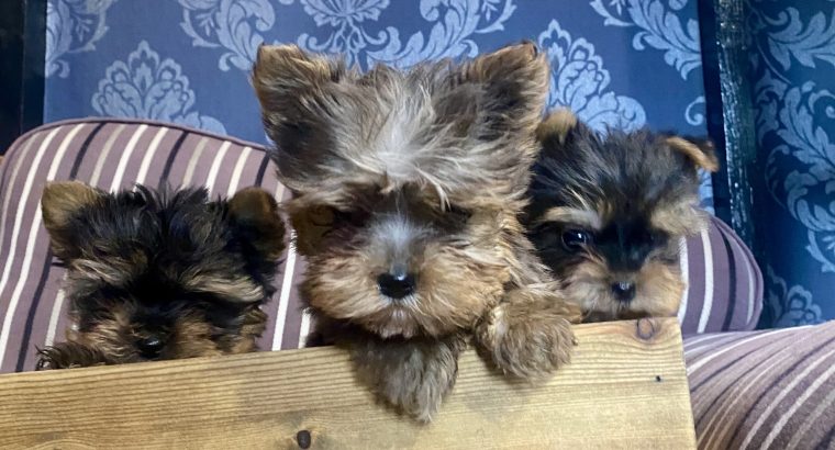 Gorgeous miniature blueberry Yorkshire terrier puppies
