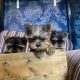Gorgeous miniature blueberry Yorkshire terrier puppies