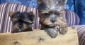 Gorgeous miniature blueberry Yorkshire terrier puppies
