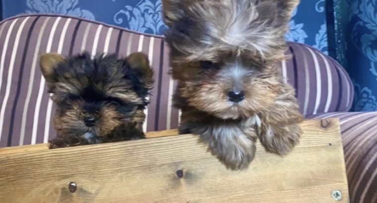 Gorgeous miniature blueberry Yorkshire terrier puppies