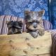 Gorgeous miniature blueberry Yorkshire terrier puppies