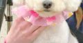 Bichon Frise