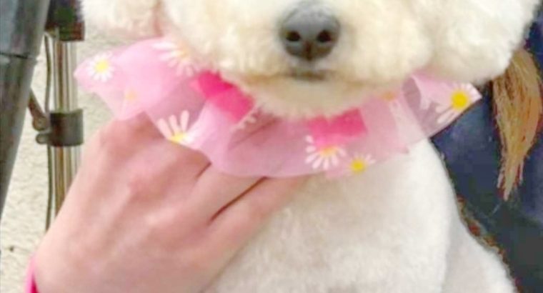 Bichon Frise