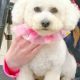 Bichon Frise