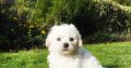 Bichon Frise