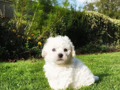 Bichon Frise