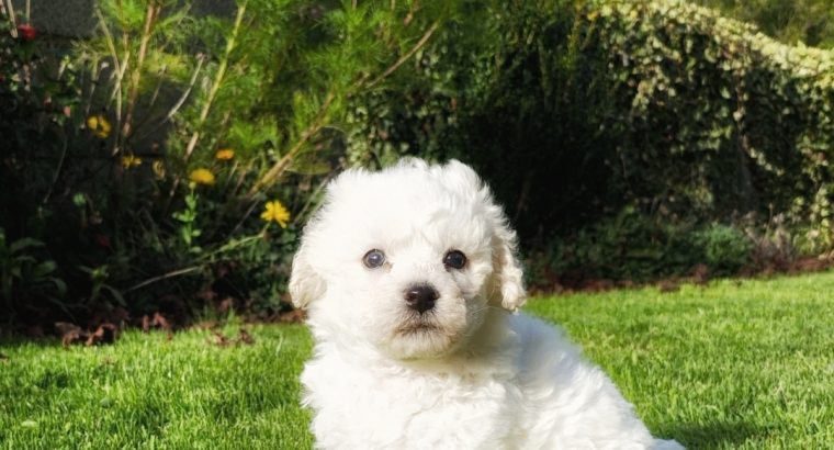 Bichon Frise