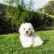 Bichon Frise