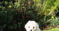 Bichon Frise