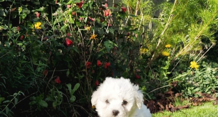 Bichon Frise