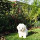 Bichon Frise