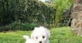 Bichon Frise