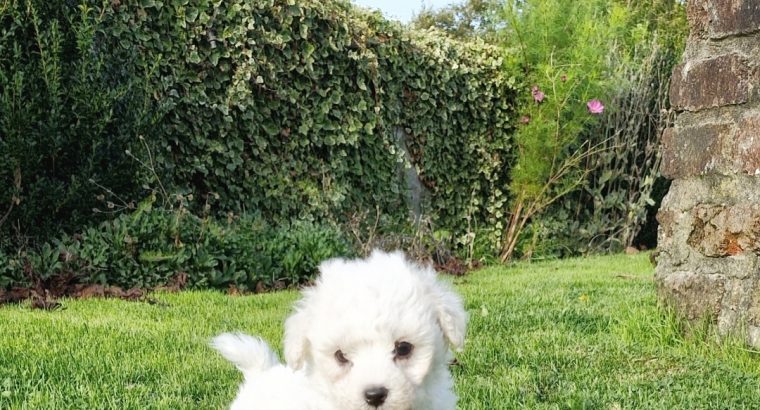 Bichon Frise