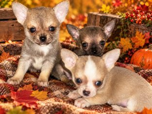 Chihuahua