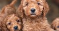 Beatiful Cavapoo’s for sale