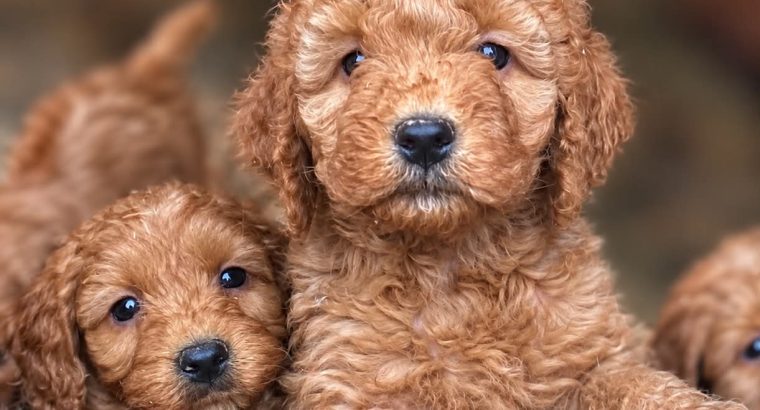 Beatiful Cavapoo’s for sale