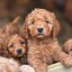 Beatiful Cavapoo’s for sale