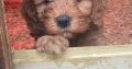 Beatiful Cavapoo’s for sale