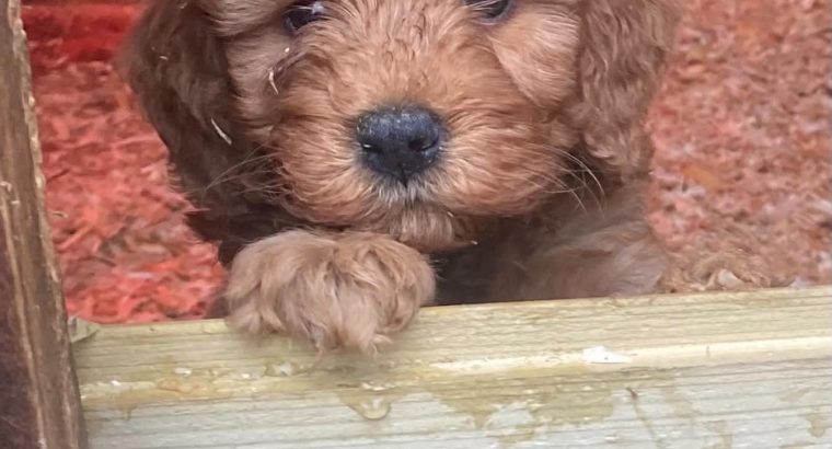 Beatiful Cavapoo’s for sale