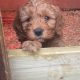Beatiful Cavapoo’s for sale