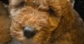 Beatiful Cavapoo’s for sale