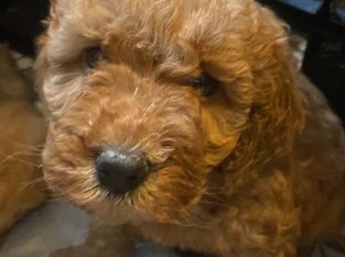 Beatiful Cavapoo’s for sale