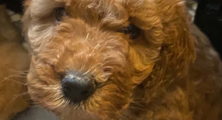Beatiful Cavapoo’s for sale
