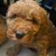 Beatiful Cavapoo’s for sale