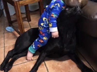 Labrador and Springer