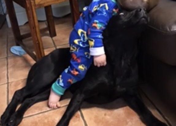 Labrador and Springer