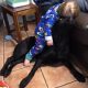 Labrador and Springer