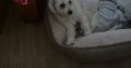 Bichon Frise