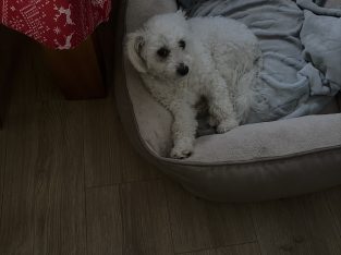 Bichon Frise
