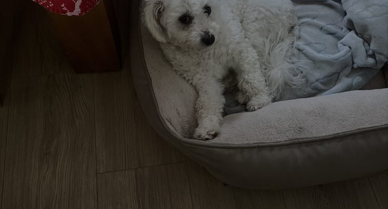 Bichon Frise