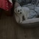 Bichon Frise